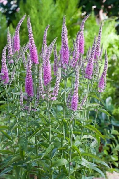 Perennial varieties | Future Plants