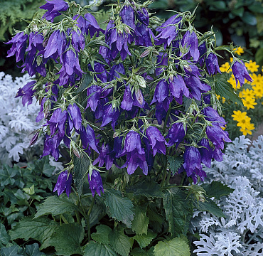 Campanula 'Kent Belle'